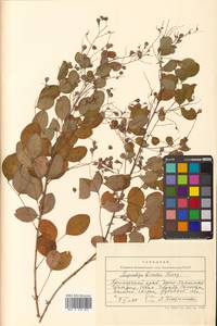 Леспедеца двуцветная Turcz., Сибирь, Дальний Восток (S6) (Россия)