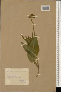 Короставник крупнообертковый Sommier & Lév., Кавказ, Грузия (K4) (Грузия)