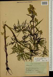 Aconitum variegatum subsp. nasutum (Fischer ex Rchb.) Götz, Кавказ, Ставропольский край, Карачаево-Черкесия, Кабардино-Балкария (K1b) (Россия)