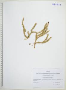 Spinulum annotinum subsp. annotinum, Сибирь, Дальний Восток (S6) (Россия)