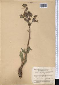 Salvia lilacinocoerulea Nevski, Средняя Азия и Казахстан, Сырдарьинские пустыни и Кызылкумы (M7) (Узбекистан)