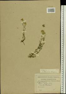 Бурачок Гмелина Jord. & Fourr., Восточная Европа, Центральный лесостепной район (E6) (Россия)