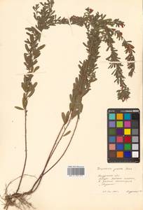 Леспедеца ситниковая (L.f.) Pers., Сибирь, Дальний Восток (S6) (Россия)