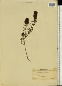 Марьянник полевой L., Восточная Европа, Западно-Украинский район (E13) (Украина)