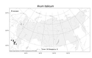 Arum italicum, Аронник итальянский Mill., Атлас флоры России (FLORUS) (Россия)