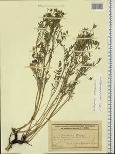 Астрагал эспарцетный L., Восточная Европа, Волжско-Камский район (E7) (Россия)