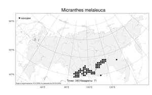 Micranthes melaleuca, Камнеломка черно-белая (Fisch. ex Spreng.) Losinsk., Атлас флоры России (FLORUS) (Россия)