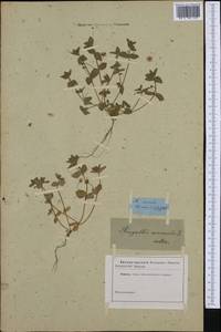 Lysimachia arvensis (L.) U.Manns & Anderb., Западная Европа (EUR) (Неизвестно)