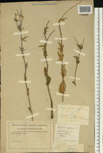 Синеголовник плосколистный L., Восточная Европа, Центральный район (E4) (Россия)