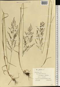 Мятлик болотный L., Восточная Европа, Западно-Украинский район (E13) (Украина)