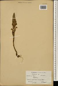 Заразиха, Кавказ, Армения (K5) (Армения)