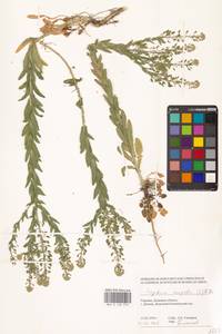 Клоповник полевой, Кресс полевой (L.) W.T.Aiton, Восточная Европа, Южно-Украинский район (E12) (Украина)