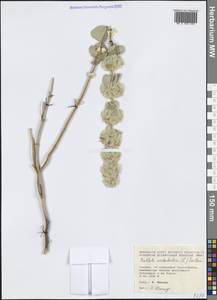 Pseudodictamnus acetabulosus (L.) Salmaki & Siadati, Западная Европа (EUR) (Греция)