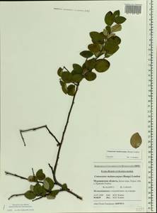 Кизильник черноплодный G. Lodd., Восточная Европа, Северный район (E1) (Россия)