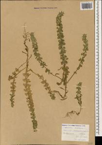 Железница горная L., Кавказ, Армения (K5) (Армения)