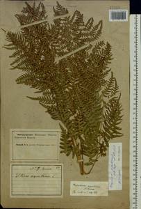 Pteridium aquilinum subsp. pinetorum (C. N. Page & R. R. Mill) J. A. Thomson, Восточная Европа, Северный район (E1) (Россия)
