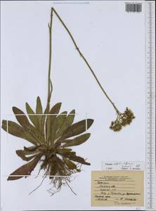 Pilosella cymiflora (Nägeli & Peter) S. Bräut. & Greuter, Восточная Европа, Центральный лесостепной район (E6) (Россия)