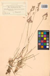 Мятлик шерстистый Scribn. & Merr., Сибирь, Чукотка и Камчатка (S7) (Россия)