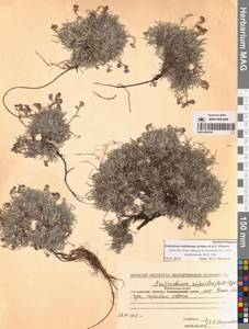 Незабудочник охотский Yurtseva & Khokhr., Сибирь, Чукотка и Камчатка (S7) (Россия)