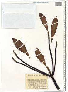 Euphorbia pyrifolia Lam., Африка (AFR) (Сейшельские острова)