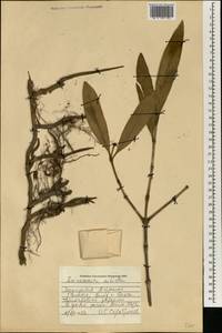 Avicennia germinans (L.) L., Африка (AFR) (Гвинея)