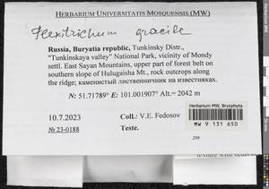 Flexitrichum gracile (Mitt.) Ignatov & Fedosov, Гербарий мохообразных, Мхи - Прибайкалье и Забайкалье (B18) (Россия)