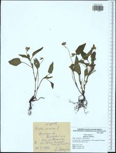 Фиалка собачья L., Восточная Европа, Центральный район (E4) (Россия)