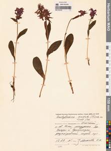 Пальчатокоренник остистый (Fisch. ex Lindl.) Soó, Сибирь, Чукотка и Камчатка (S7) (Россия)