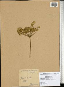 Heracleum sphondylium subsp. sibiricum (L.) Simonk., Восточная Европа, Центральный район (E4) (Россия)