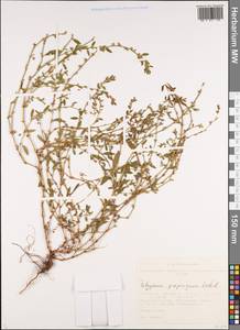Polygonum arenastrum subsp. arenastrum, Сибирь, Алтай и Саяны (S2) (Россия)