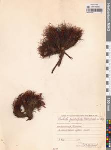 Родиола четырехнадрезная, Родиола четырехчленная (Pall.) Fisch. & C.A.Mey., Сибирь, Чукотка и Камчатка (S7) (Россия)