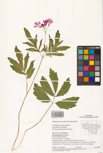 Сердечник пятилистный (M.Bieb.) Schmalh., Восточная Европа, Центральный район (E4) (Россия)