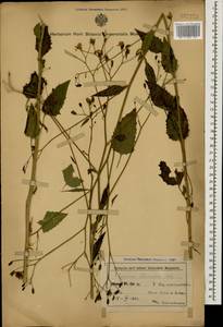 Бородавник промежуточный (M. Bieb.) Hayek, Кавказ, Азербайджан (K6) (Азербайджан)