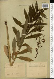 Бубенчик лилиелистный (L.) A.DC., Восточная Европа, Восточный район (E10) (Россия)