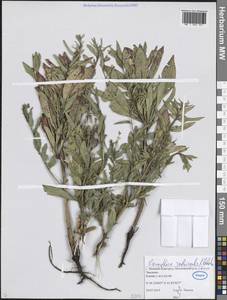 Oenothera × rubricaulis Kleb., Восточная Европа, Волжско-Камский район (E7) (Россия)