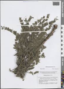 Оносма многоцветная Klokov, Восточная Европа, Средневолжский район (E8) (Россия)