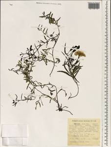 Cycnium tubulosum subsp. montanum (N.E. Br.) O.J. Hansen, Африка (AFR) (Эфиопия)