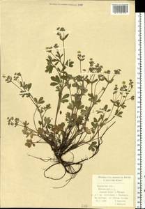 Potentilla cinerea subsp. incana (G. Gaertn., B. Mey. & Scherb.) Asch., Восточная Европа, Центральный район (E4) (Россия)