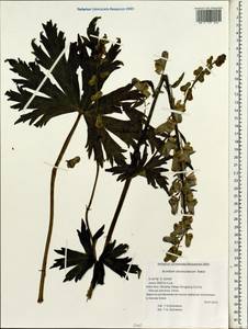 Aconitum sinomontanum Nakai, Зарубежная Азия (ASIA) (КНР)