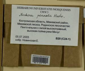 Neckera pennata Hedw., Гербарий мохообразных, Мхи - Центральное Нечерноземье (B6) (Россия)