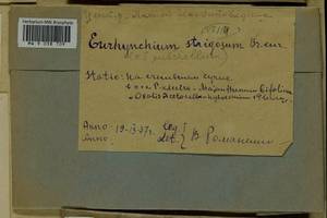 Eurhynchiastrum pulchellum (Hedw.) Ignatov & Huttunen, Гербарий мохообразных, Мхи - Центральное Нечерноземье (B6) (Россия)