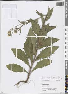 Picris hieracioides subsp. hieracioides, Восточная Европа, Ростовская область (E12a) (Россия)