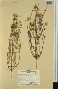 Rhodanthe stricta (Lindl.) P.G. Wilson, Австралия и Океания (AUSTR) (Австралия)