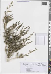 Соляночник сероватый (C.A.Mey.) Akhani & Roalson, Средняя Азия и Казахстан, Памир и Памиро-Алай (M2) (Узбекистан)