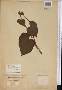 Begonia grandis, Америка (AMER) (Неизвестно)
