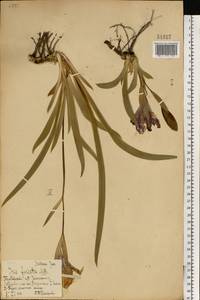 Ирис безлистный L., Восточная Европа, Центральный лесостепной район (E6) (Россия)