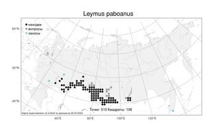 Leymus paboanus, Волоснец Пабо (Claus) Pilg., Атлас флоры России (FLORUS) (Россия)