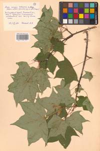 Клен Майра (Schwer.) H.Ohashi, Сибирь, Дальний Восток (S6) (Россия)