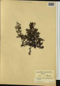 Кальмия лежачая (L.) Gift, Kron & P. F. Stevens, Сибирь, Дальний Восток (S6) (Россия)