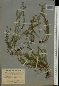 Linum perenne subsp. extraaxillare (Kit.) Nyman, Восточная Европа, Западно-Украинский район (E13) (Украина)